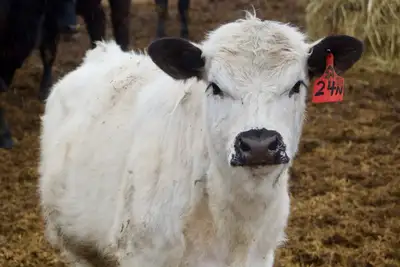 Speckled Park Heifer , View more