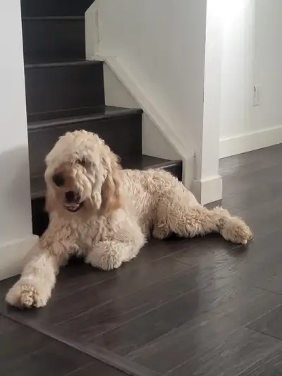 This beautiful, friendly Goldendoodle is looking for a new loving home. This is a well-loved family...
