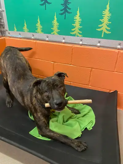 11 month pit mix, View more