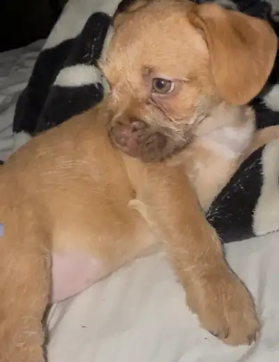 puppies for sale, View more