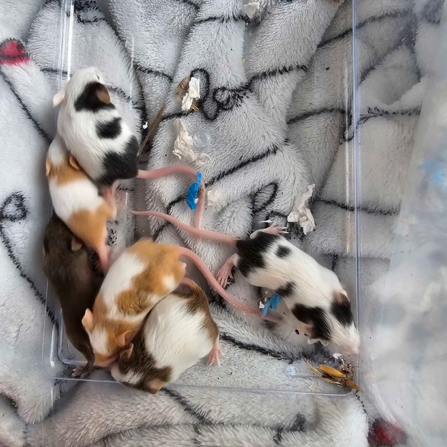 [Iros Rattery] Baby Mice for adoption! (Ready May 17th) in Small Animals for Rehoming in Burnaby/New Westminster - Image 2