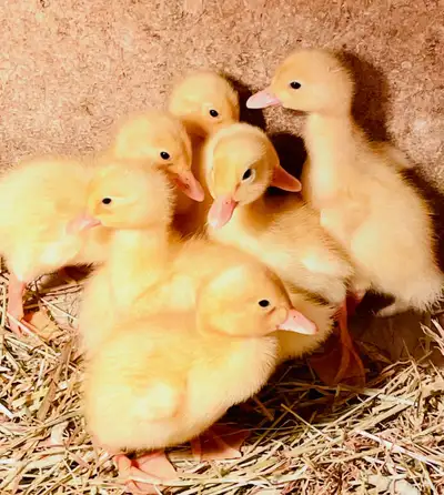 Pekin Ducklings , View more