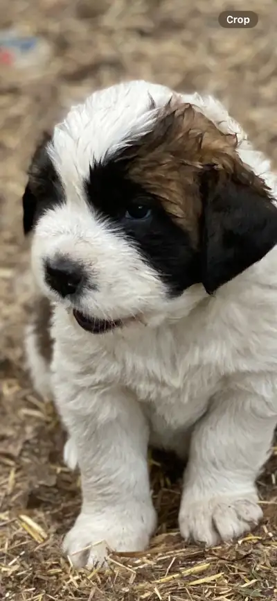 St Bernard Puppies, View more