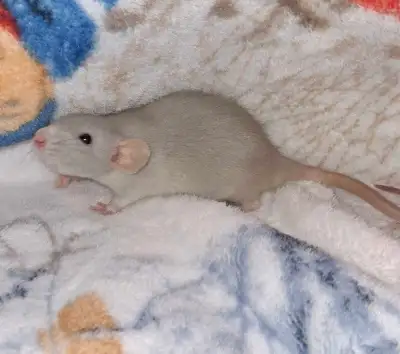 Beautiful and rare!  one silver blue female rat, View more