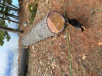 Pine and Ash logs for milling