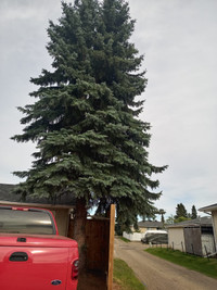 Tree cutting junk removal bin rent call  Bob 780 996 6738
