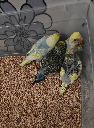 Baby budgies for sale handfeeding, View more