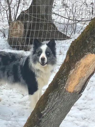 Magnifique chiots border collie pure race non enregistré à vendre née le 10 mars 4 femelle et 2 mâle...