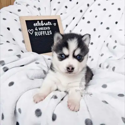 pomsky puppies, View more
