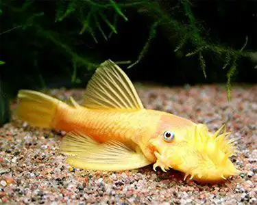 Albino Bristlenose Pleco for Rehoming , View more