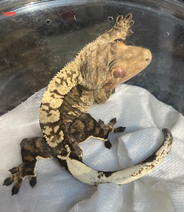 Crested Gecko in Reptiles & Amphibians for Rehoming in Oakville / Halton Region