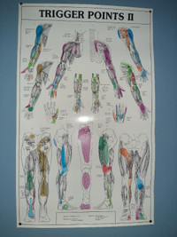 Trigger points charts,And  muscle/skeletal and disorders charts