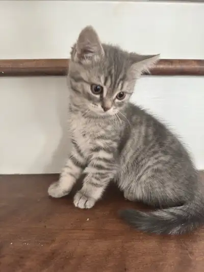 Chaton à vendre , View more