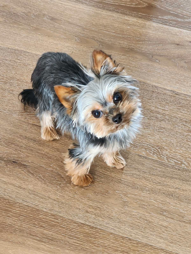 Yorkshire Terrier  in Dogs & Puppies for Rehoming in Leamington