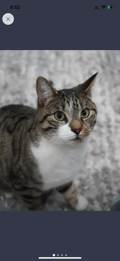British short hair Neutered Cat, View more