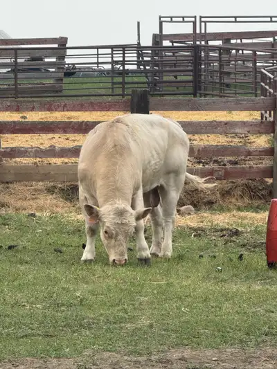3-4 year old bull for sale as we sold all our cattle now he’s gotta find some me ladies Well tempere...