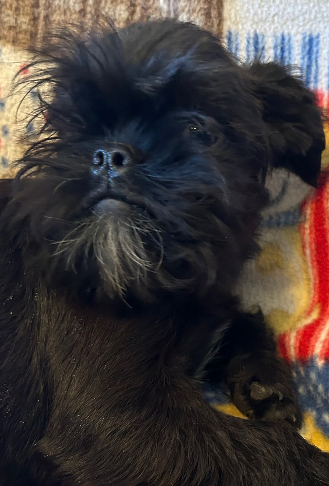 Brussel Griffons males in Dogs & Puppies for Rehoming in Edmonton - Image 2