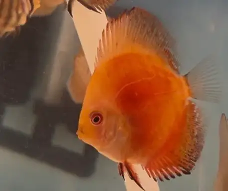 Saint red discus baby on sell in Fish for Rehoming in City of Toronto - Image 4