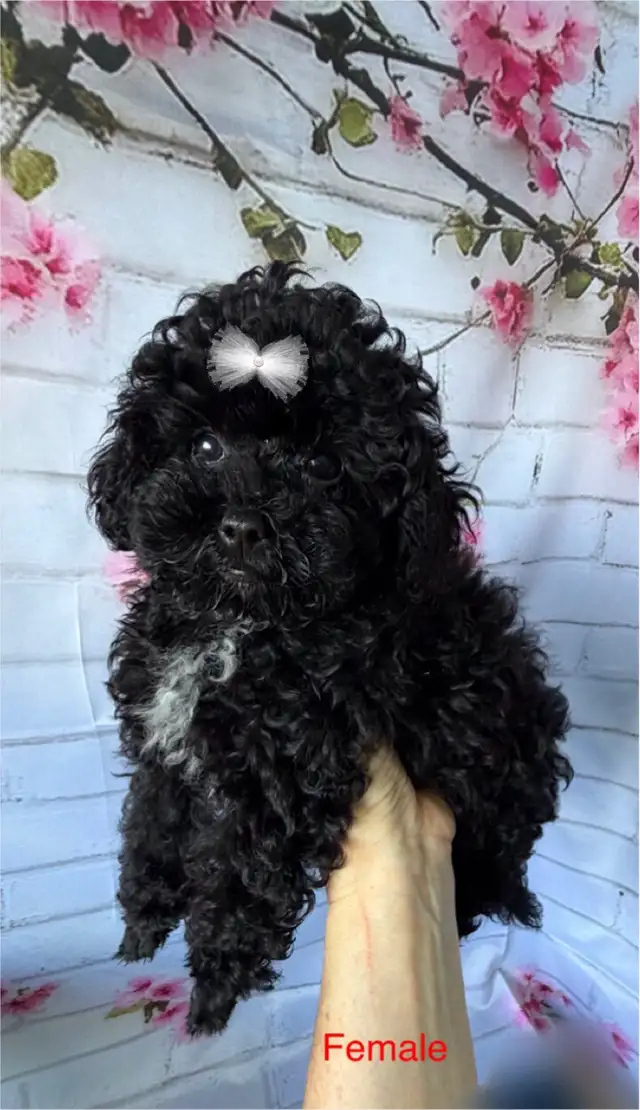 Pure  toy poodles in Dogs & Puppies for Rehoming in City of Toronto - Image 3