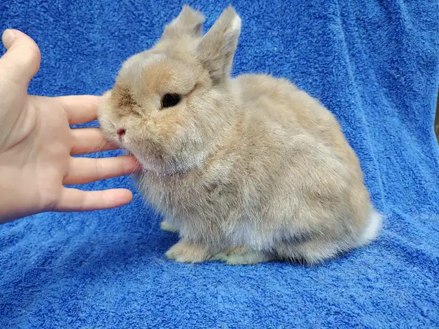EXTRAORDINARY Lionhead, Netherland dwarf, Holland lop bunnies in Small Animals for Rehoming in Ottawa - Image 12