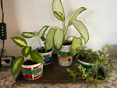 Indoor plants – Ready for transplanting $3 to $5, View more