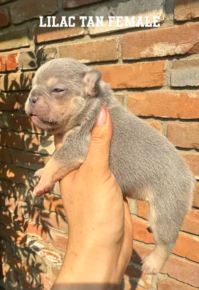 FRENCH BULLDOGS CKC REGISTERED, View more