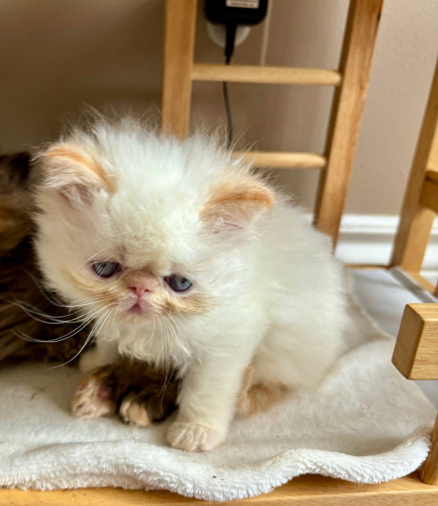  Persian kittens for reservation in Cats & Kittens for Rehoming in Kingston - Image 3