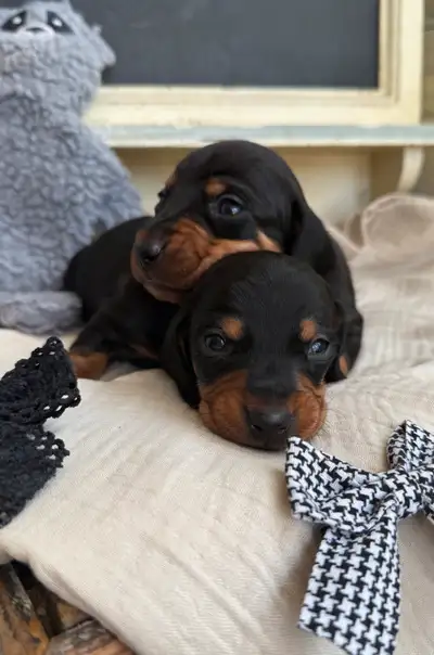 Two Beautiful Male Black and Tan Dachshund Puppies Available We have two adorable male black and tan...
