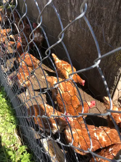 Red Sex Link hens for sale, View more