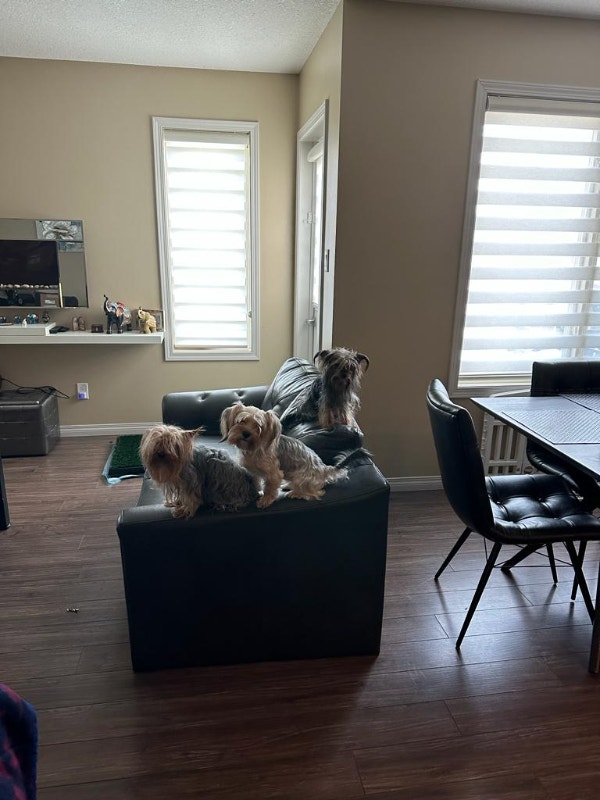 4 Purebred Yorkies Available Dogs & Puppies for Rehoming Winnipeg
