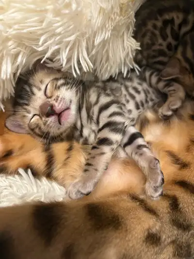 bengal kittens looking for a forever home , View more