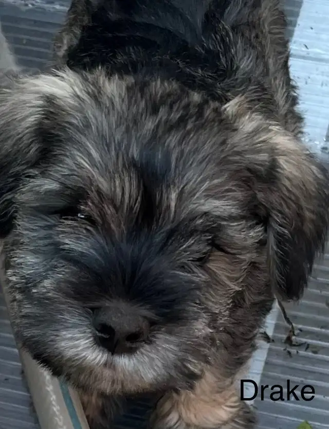 1 male - Miniature Schnauzer puppy in Dogs & Puppies for Rehoming in Ottawa - Image 3