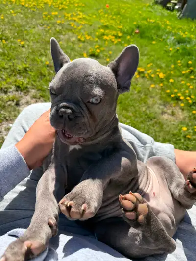 French Bulldog 16 weeks old, View more