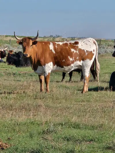 I'm selling a herd of Longhorn cows. These cows are in good condition and ready for a new home bred...