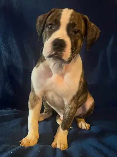 Beautiful Bulldog Puppies For Sale, View more