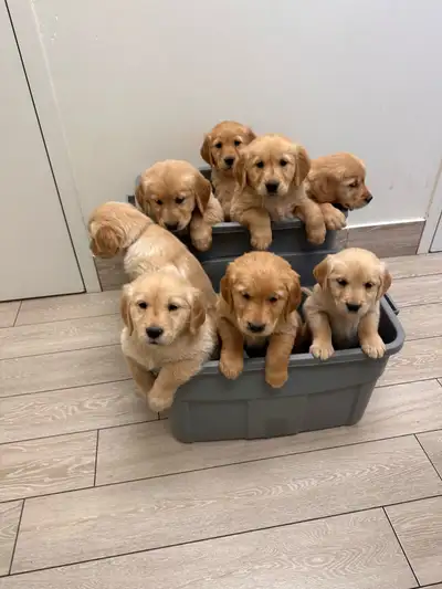Golden Retriever Puppies ready at Christmas, View more