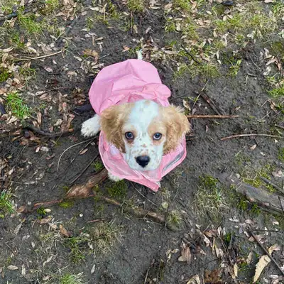Cocker spaniel puppy (vaccines up to date), View more
