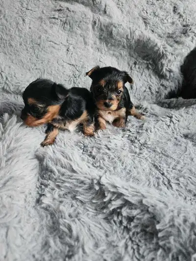 yorkie pups, View more