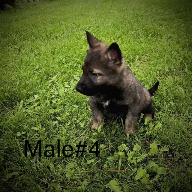 German Shepherd - Working Line Puppies - CKC in Dogs & Puppies for Rehoming in Kitchener / Waterloo - Image 10