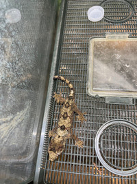 Unsexed PineIsland Chahoua Geckos 