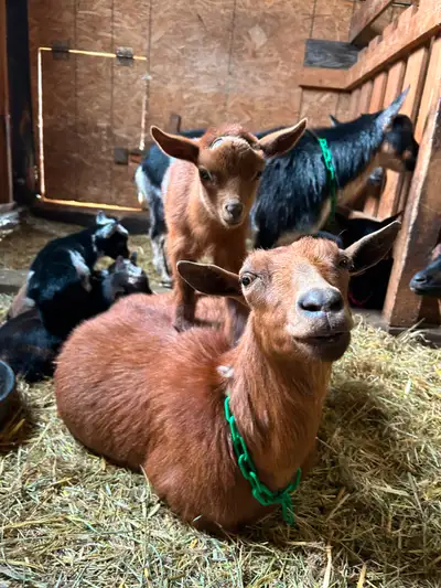 We have bucklings or wethers (neutered) males available. These guys are social and bring fun and ent...