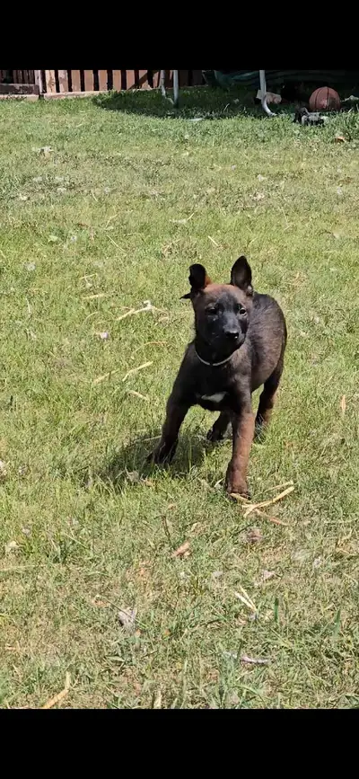 Here at Empire K9 Producers we have CKC Registered Belgian Malinois available. Turned 8 weeks on May...
