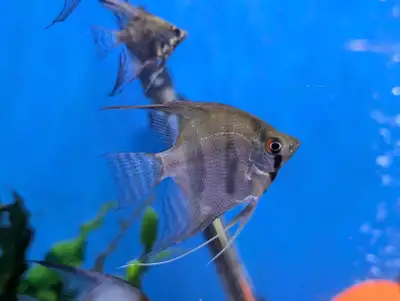Various Angelfish - Tropical Aquarium Fish, View more