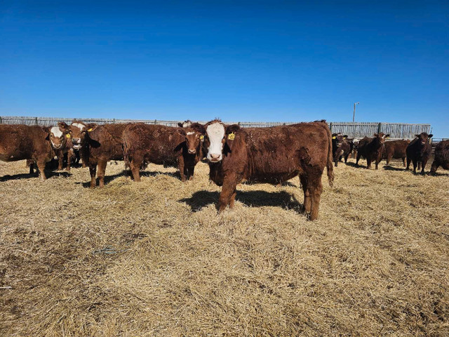 Fancy Red Brockle Face Replacement Heifers in Livestock in Brandon - Image 4