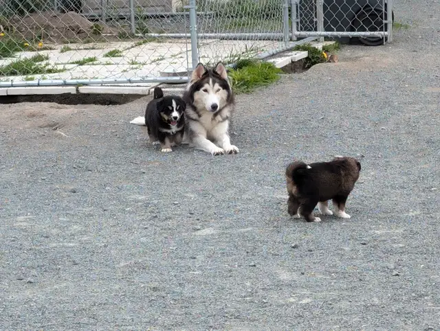 Bouvier Bernois X Husky(Prêt a partir ce weekend) in Dogs & Puppies for Rehoming in Victoriaville - Image 9
