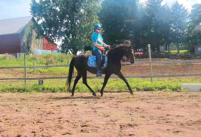 Private Riding Lessons in Equestrian & Livestock Accessories in London - Image 2
