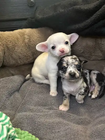 chihuahua puppies, View more