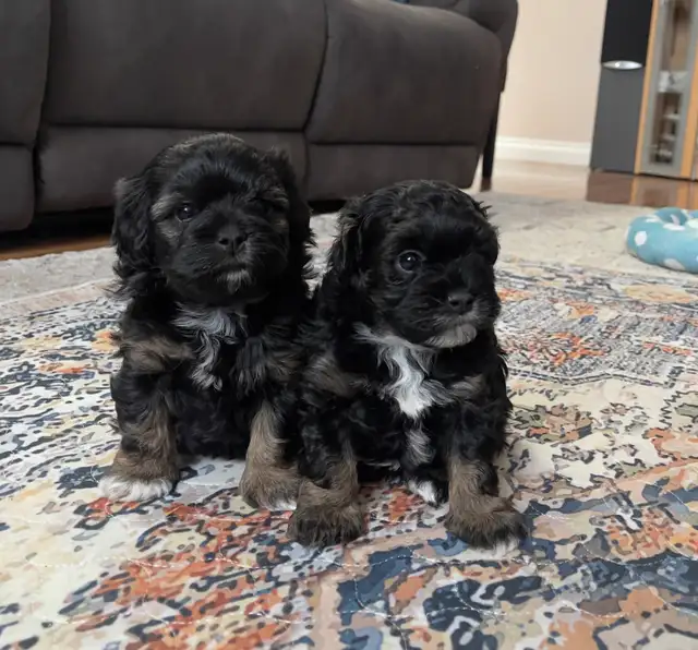 ❤️Gorgeous Toy Maltipoo Puppies One left ❤️ in Dogs & Puppies for Rehoming in Chilliwack - Image 2