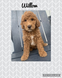 Mini Goldendoodle Female ~ ready May 9th 