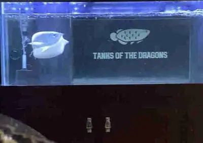 arowana and 180 gallon take with pump and heater  , View more